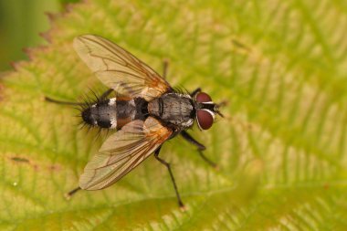 Detailed closeup on a hairy, Tachinid fly, Thelaira nigripes, sitting on a green leaf in the garden clipart