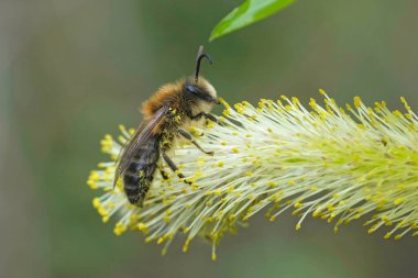 Natural closeup on a cute male Early Cellophane Bee,, Colletes cunicularius, on a Salix catkin with yellow pollen clipart