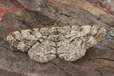 Tüylü Güzellik Geomter güvesinin detaylı görüntüsü, Peribatodes secundaria tahtada oturuyor.