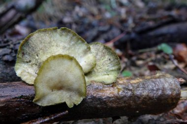 Kremsi, beyaz, kıllı bir mantarın doğal yakın çekimi, Trametes bir tahta parçasının üzerinde büyüyor.