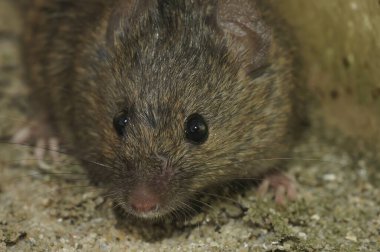 Şirin, tüylü, ıslahevi faresi Mus musculus 'un doğal detaylı görüntüsü.