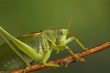 Büyük yeşil çalı cırcırböceği, Tettigonia viridissima 'nın detaylı görüntüsü.