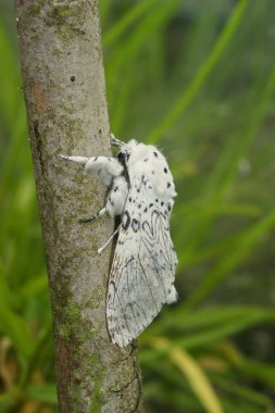 Natural Closeup on the white Lesser Puss Moth , Cerura erminea in the garden clipart