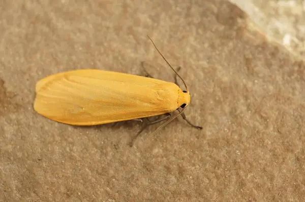 Detailed Closeup Orange Foot Man Tusssock Moth Eilema Sororcula Sitting Stock Photo
