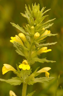 Natural closeup on the yellow Bartsia or glandweed, Parentucellia viscosa in the field clipart