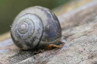 Kentish Garden Salyangozu, Monacha Cantiana 'nın ahşap üzerine yakın plan görüntüleri.