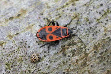 Detailed closeup on a sap sucking bug red fire or linden bug, Pyrrhocoris apterus sitting on wood clipart