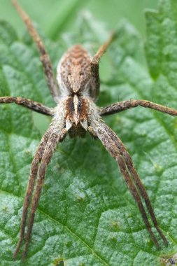 Detailed vertical closeup on a Nursery web spider, Pisaura mirabilis, sitting on a green leaf clipart