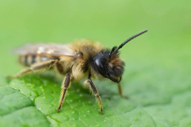 Yeşil yapraklı Andrena Flavipes adında sarı bacaklı bir erkek maden arısının doğal detaylı görüntüsü.