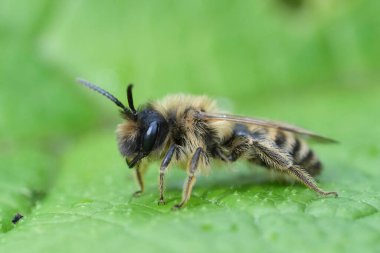 Yeşil yapraklı Andrena Flavipes adında sarı bacaklı bir erkek maden arısının doğal detaylı görüntüsü.