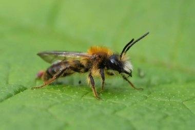 Renkli bir erkek maden arısı, Andrena Fulva, yeşil bir yaprağın üzerinde detaylı olarak.
