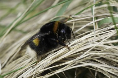 Detailed closeup on a large bulky queen buff-tailed bumblebee, Bombus terrestris sitting on a the ground clipart