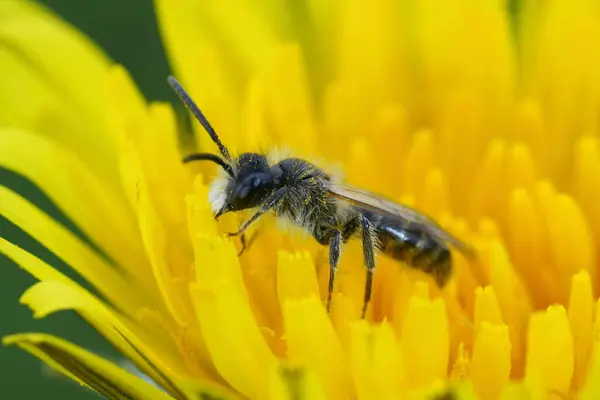 stock image Natural closeup on male red-bellied miner mining bee, Andrena ventralis in a yellow dandelion flower, Taraxacum officinale