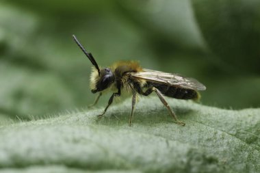 Yeşil bir yaprağın üzerinde oturan, kırmızı kuyruklu erkek maden arısı Andrena Hemoroa 'nın detaylı görüntüsü.