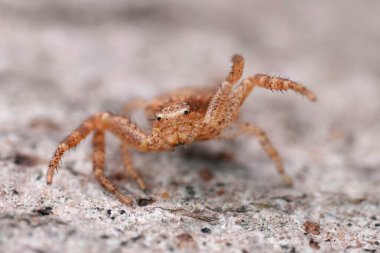 Detailed facial closeup on a rusty brown small crab-spider , Xysticus in threatening pose clipart