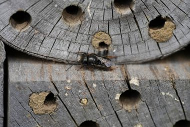 Arı otelinde oturan yıpranmış Avrupalı boynuzlu erkek bir mason arı Osmia Cornuta 'nın detaylı görüntüsü.