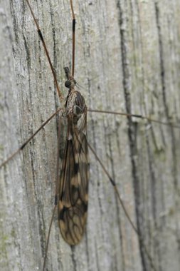 Detailed closeup on a large Tipulid cranefly, Tipula rufina sitting on wood clipart