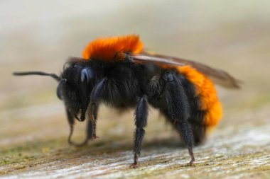 Dişi bir Tawny maden arısına doğal renklerle yakın plan, Andrena Fulva tahtada.