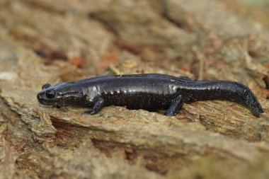 Detailed closeup on a dark and rare Japanese Ishizuchi endemic streamside salamander , Hynobius hirosei on wood clipart
