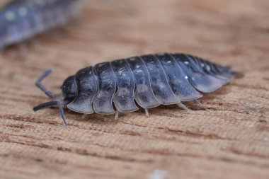 Natural closeup on a common shiny woodlouse, Oniscus asellus sitting on wood clipart