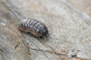 Armadillidium vulgare ahşap üzerinde oturan yaygın gri renkli bir hap böceğinin detaylı görüntüsü.