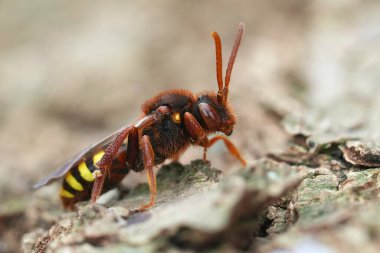 Renkli kırmızı Lathbury 'nin Göçebe Arısı Nomada Lathburiana' nın ahşap üzerine yakın plan çekimleri.