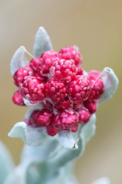Detailed closeup on the red emerging flower of the red everlasting cudweed, Helichrysum sanguineum also known as the Blood of the Maccabees clipart