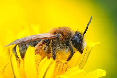 Sarı bir karahindiba çiçeğinin üzerindeki dişi gri gagalı maden arısı Andrena Tibialis 'in detaylı görüntüsü.