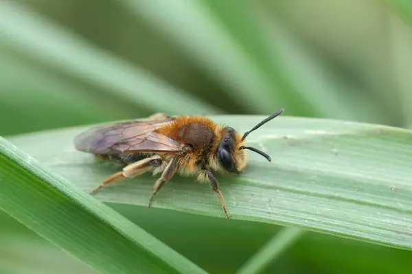 Bir Mellow madenci arısının detaylı görüntüsü, Andrena mitis bir kamış çimende oturuyor.