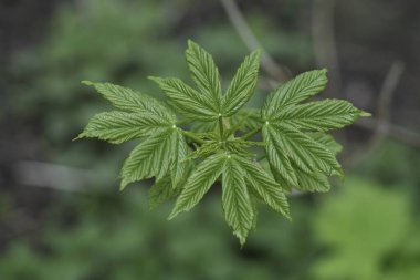 Orta Avrupa Sycamore akçaağaç, Acer psödoplatanus 'un yeni doğan yaprağına doğal olarak yakın plan.