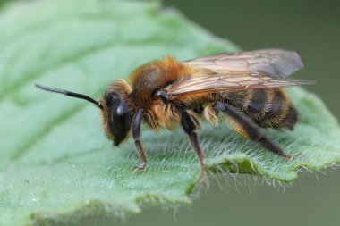 Kahverengi saçlı dişi bir Choclate maden arısı, Andrena Scotica yeşil bir yaprağın üzerinde oturuyor.