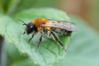 Andrena Nitida 'nın, Stylops metillae parazitinden dolayı saç gelişimi ile birlikte, doğal olarak gri yamalı bir maden ocağına yakın plan.