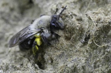 Natural closeup on a female Grey-backed mining bee, Andrena vaga sitting on the ground clipart