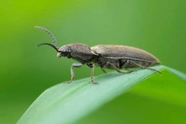Avrupa 'da kahverengi bir böcek olan Cidnopus aeruginosus, yeşil bir yaprağın üzerinde oturuyor.