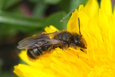 Natural closeup on a rare female catsear mining bee, Andrena humilis sitting in a yellow dandelion flower , Taraxacum officinale clipart