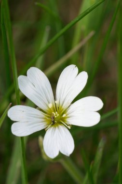 Natural vertical closeup on a white flower of field chickweed wildflower, Cerastium arvense clipart