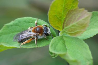 Kırmızı kuyruklu dişi maden arısı Andrena Hemoroa 'nın bahçedeki yeşil bir yaprağın üzerinde dinlendiği doğal bir yakın plan.