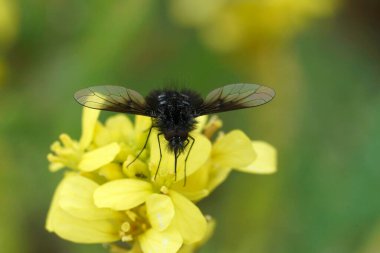 Natural closeup on the small black and whote bombylid bee fly, Bombylella atra on a yellow buttercup flower clipart