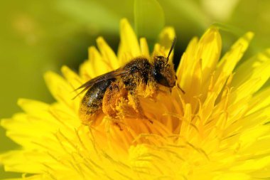 Detailed closeup on a Catsear mining bee, Andrena humilis collecting pollen from a yellow dandelion flower, Taraxacum officinale clipart