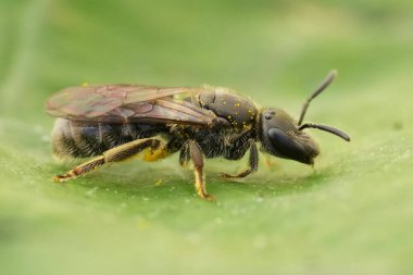 Yeşil bir yaprağın üzerinde oturan Lasiologlossum, küçük bir arının üzerine yakın plan.