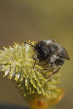 Erkek gri sırtlı madenci arı, Andrena vaga, Goat Willow, Salix Caprea 'dan nektar içiyor.