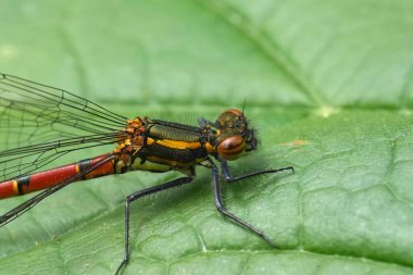 Detailed closeup on the European Large red damselfly, Pyrrhosoma nymphula, sitting on a green leaf clipart
