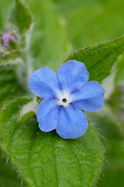 Açık mavi bugloss çiçeğinin detaylandırılmış görüntüsü veya yeşil alkanet, Pentaglottis sempervirens