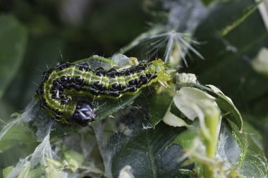 Kutu Ağacı Güvesi 'nin tırtılına yakın plan, Cydalima perspektifi, Buxus Bahçeleri' nin baş belası.