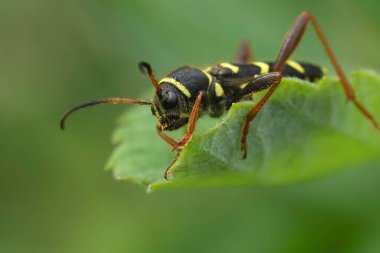 Eşek arısı taklidi yapan Longhorn böceği Clytus arietis 'in doğal yakın çekimi.