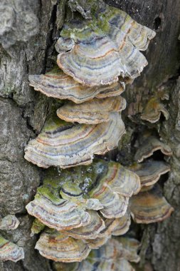 Çoklu gözenekli hindi kuyruğu mantarının detaylı görüntüsü, Trametes 'in ölü ahşap üzerindeki versicolor