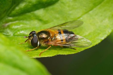 Detailed closeup on the European spring epistrophe hoverfly, Epistrophe eligans sitting on a green leaf clipart