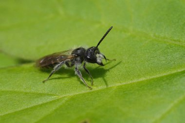 Natural detailed closeup on an aged male red-bellied miner, Andrena ventralis sitting on a green leaf clipart