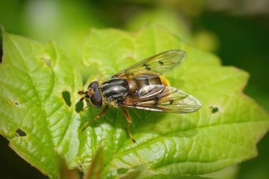 Natural closeup on the EUropean Common Copperback hoverfly, Ferdinandea cuprea sunbathing on a green leaf clipart