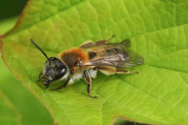 Doğal olarak Coppice Mining Bee 'de Andrena Helvola yeşil bir yaprağın üzerinde oturuyor.